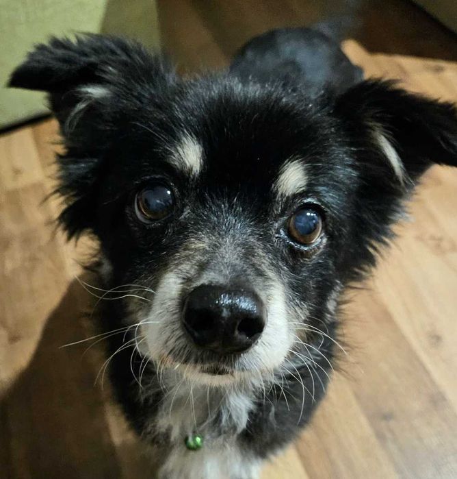 Najkochańszy malutki piesio-Grzybek prosi o miłość