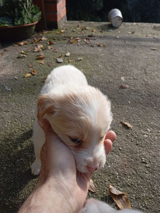 Crias de husky para doar.
