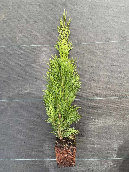 Tuja szmaragd Multiplat + Tuja p9