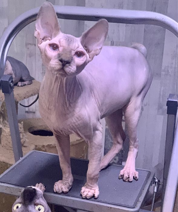 Бамбіно, ельф, сфінкс