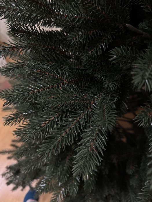 Ялинка лита Віденська