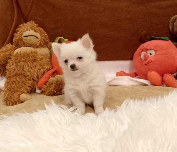 Chihuahua chłopiec długowłosy