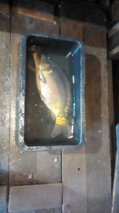 Karp tarlak , duże karpie