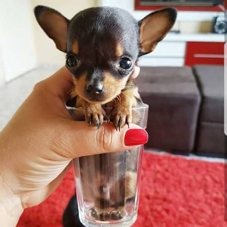 Pinscher Miniatura menino