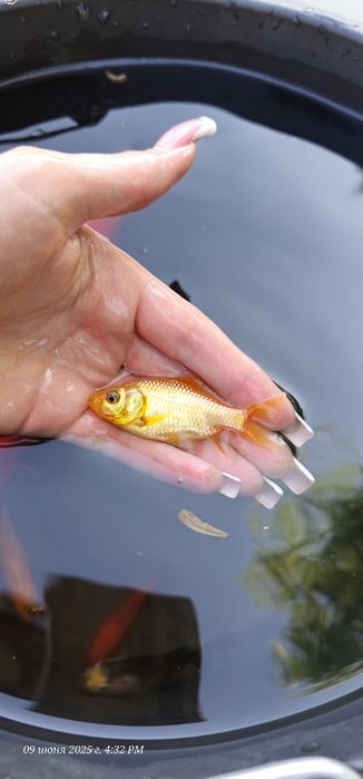 Продам золотих рибок