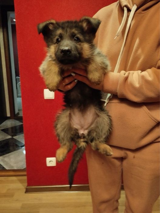 Продам цуценят Німецької вівчарки