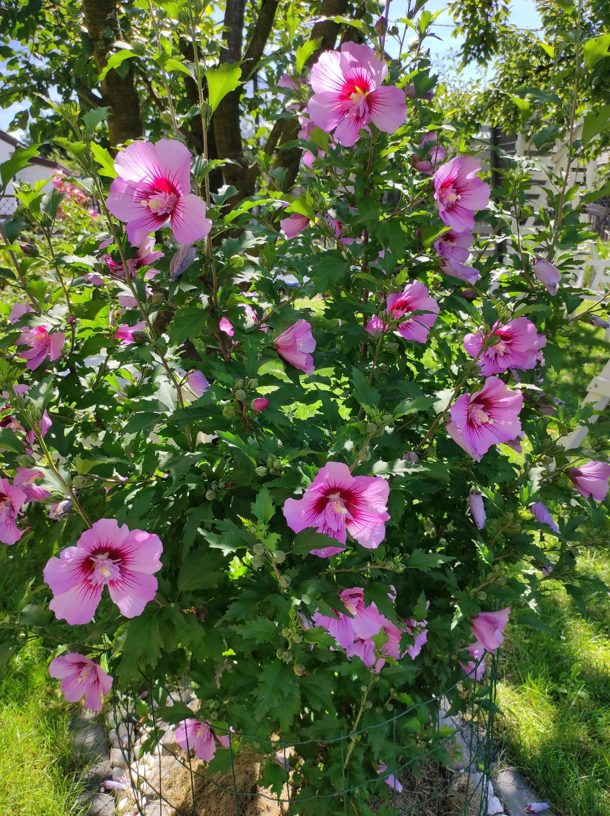 Hibiskus ketmia syryjska mix