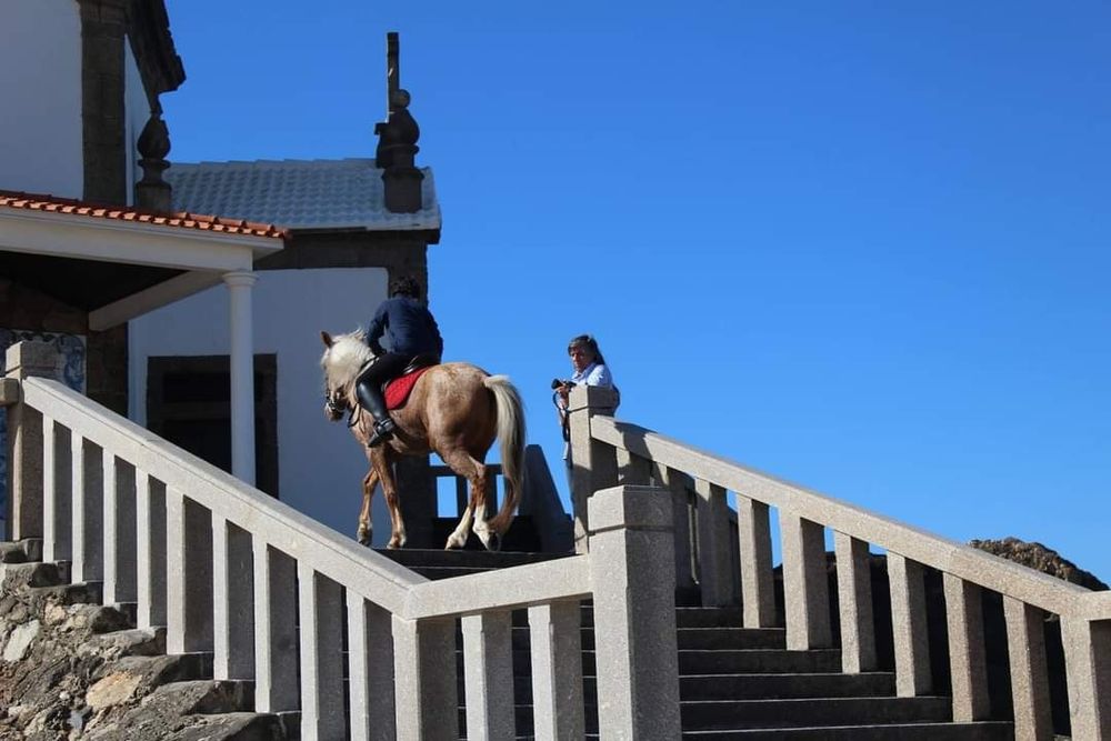 Cavalo castrado para terapias aulasas