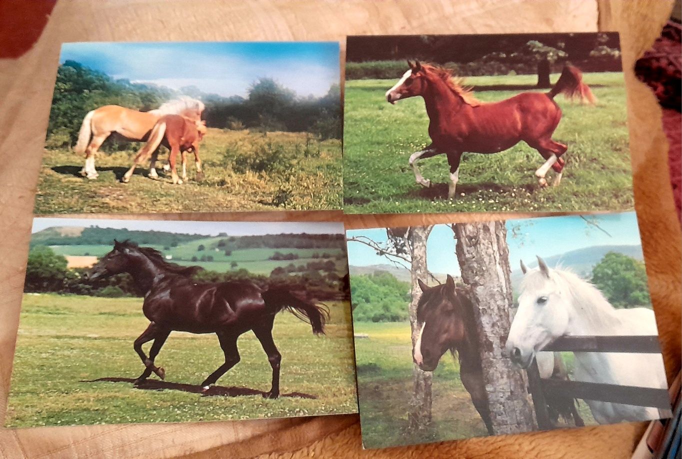 V postais a 0,45€ cavalos,flores, etc