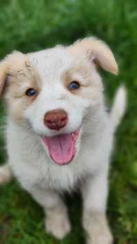 Border Collie  - Suczka Gotowa do odbioru. .