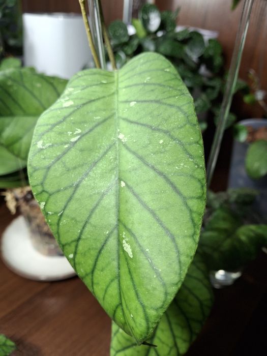 Хойя meredithii green зріз