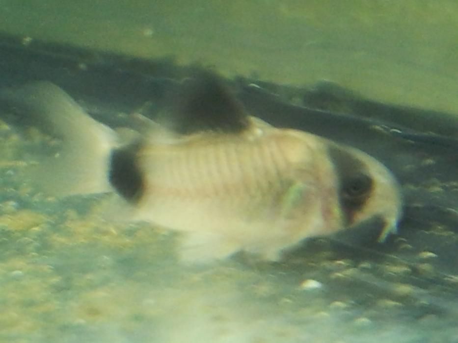 Kirys sterby Corydoras Sterba