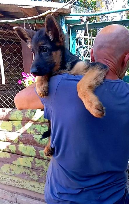 Питомник предлогает щенков нем овчарки.