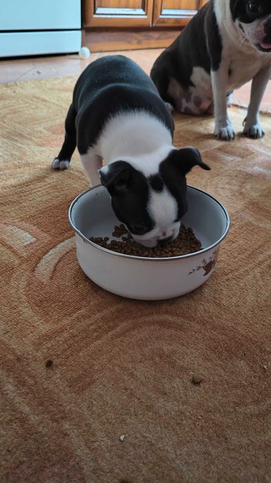 Boston Terrier Piesek
