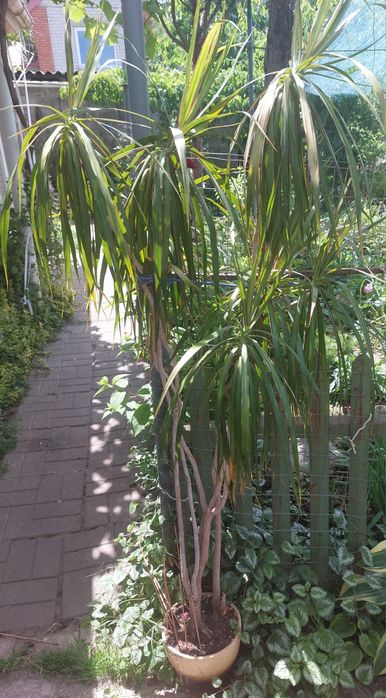 Квітка кімнатна Дроцена