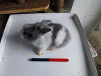 Coelhos anões angorá