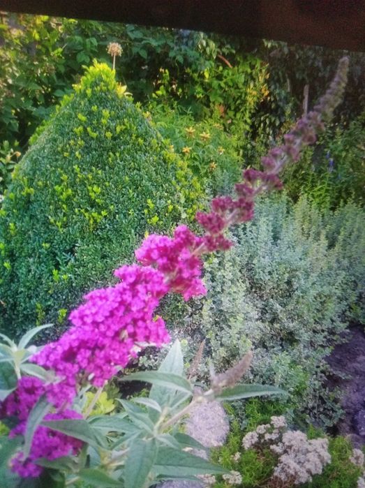 Будлея Давида Малиновая .