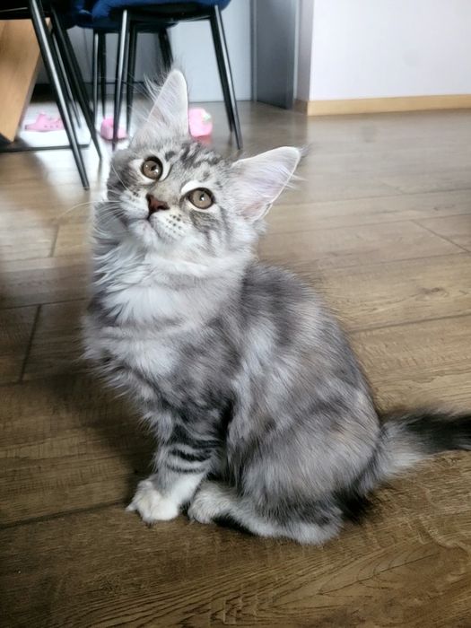 Kotka ESTERKA srebrna szylkretka Maine Coon