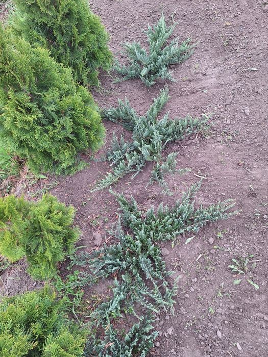 Ялівці Блю чип (можжевельник)