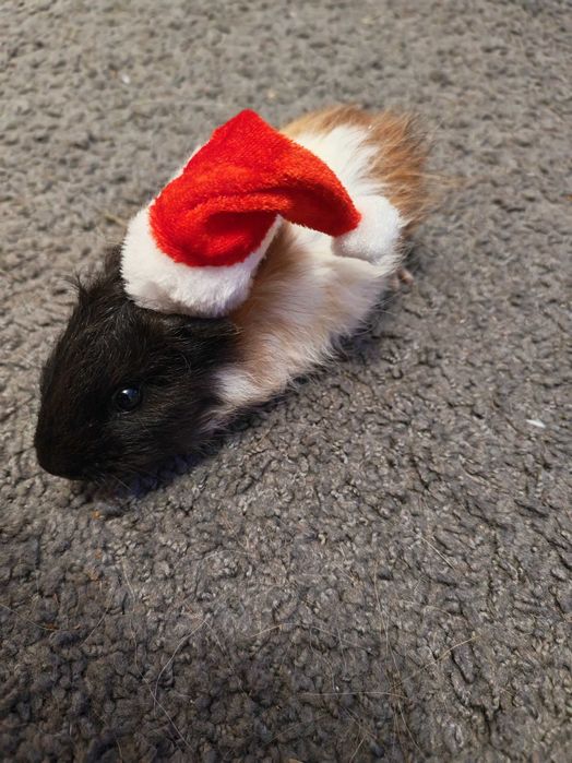 Sprzedam świnki morskie tanio. tel pięć 0 trzy cztery 6 pięć cztery 88