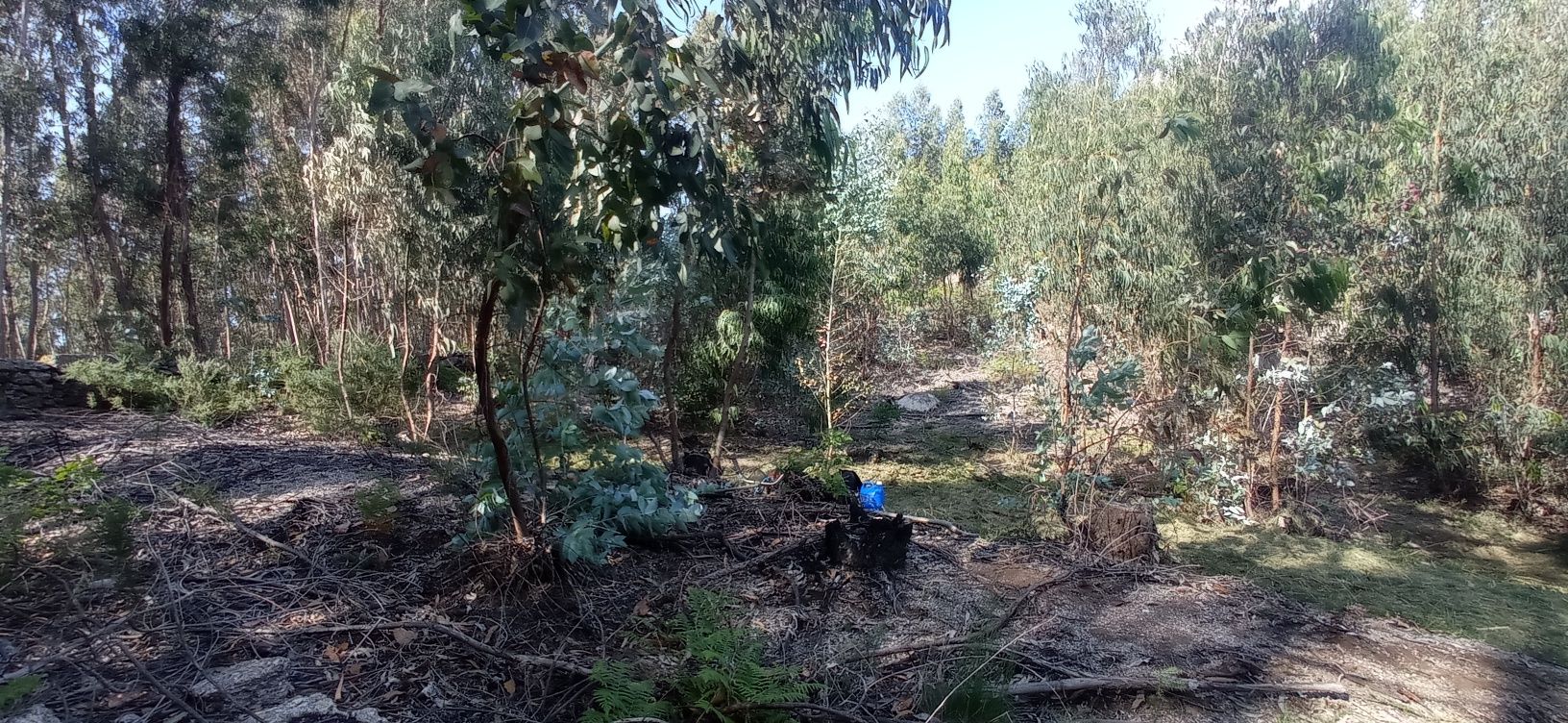 Limpeza de terrenos com roçadeira