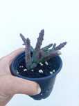 Cato Huernia Pendurata