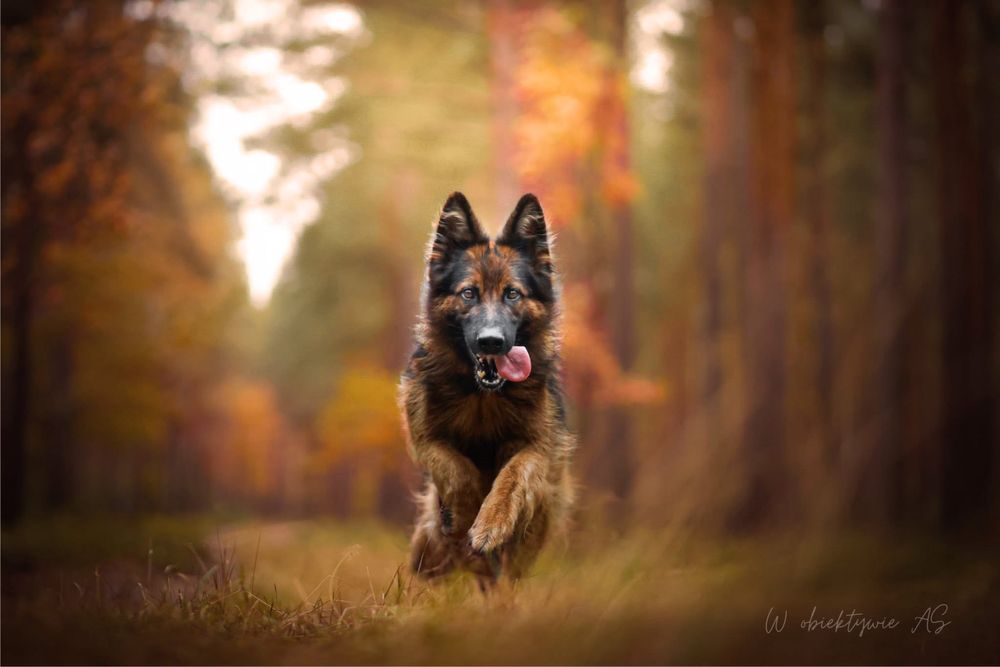 Łyski - młoda suczka w typie owczarka niemieckiego. Inteligenta