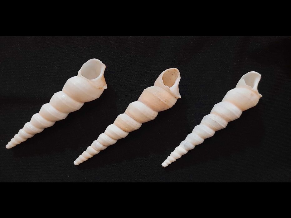 Piękne naturalne spiralne muszle Dekoracje Kolekcję muszelek 40 szt