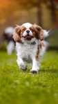 Cavalier King Charles Spaniel Blenheim/ szczeniaki
