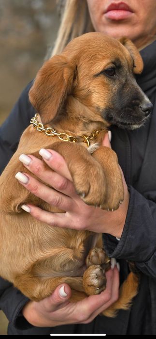 Цуценя невеликої породи метис