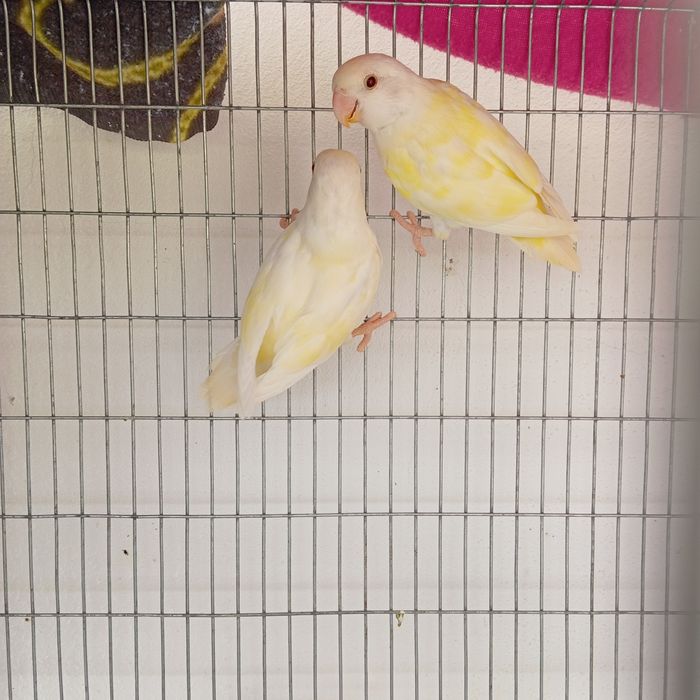 2 Roseicolli albino