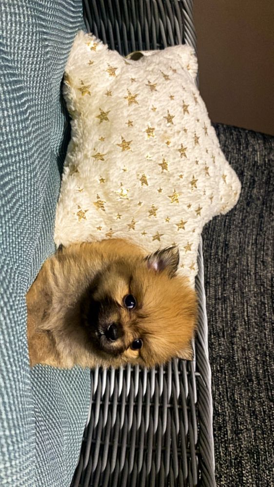 Lindo spitz laranja muito pequenino