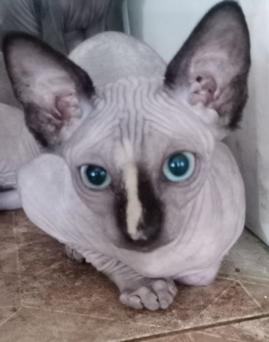 Продам кошеня канадського сфінкса