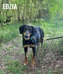 Gończy polski do adopcji