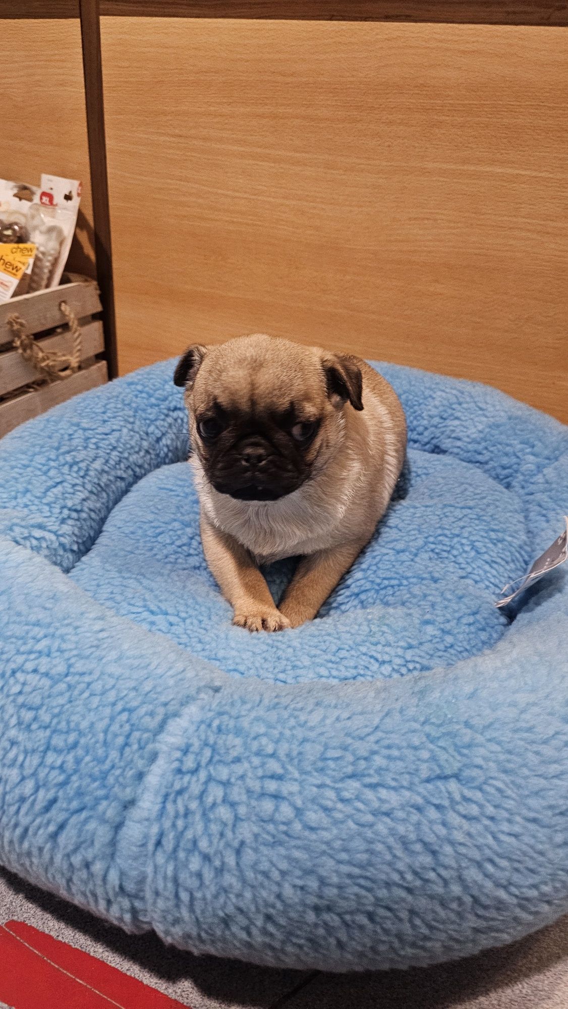 Pug Carlin macho