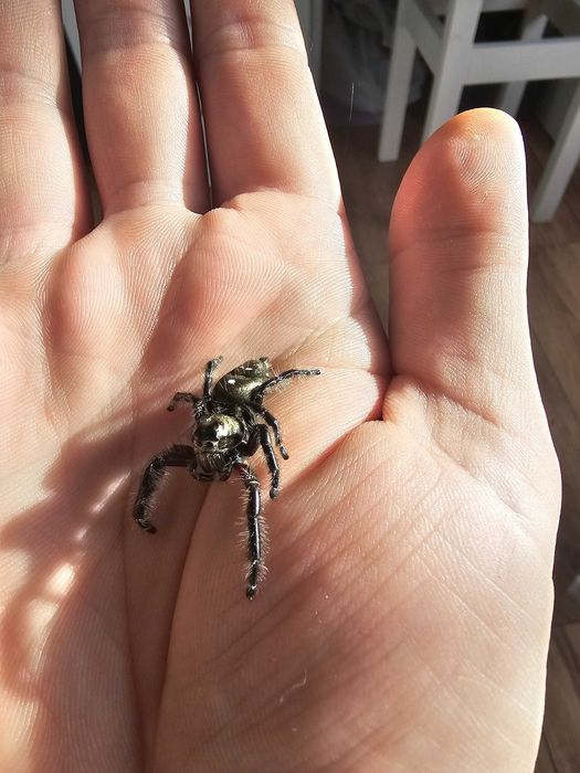 Skakuny, Skakun Hyllus Diardi