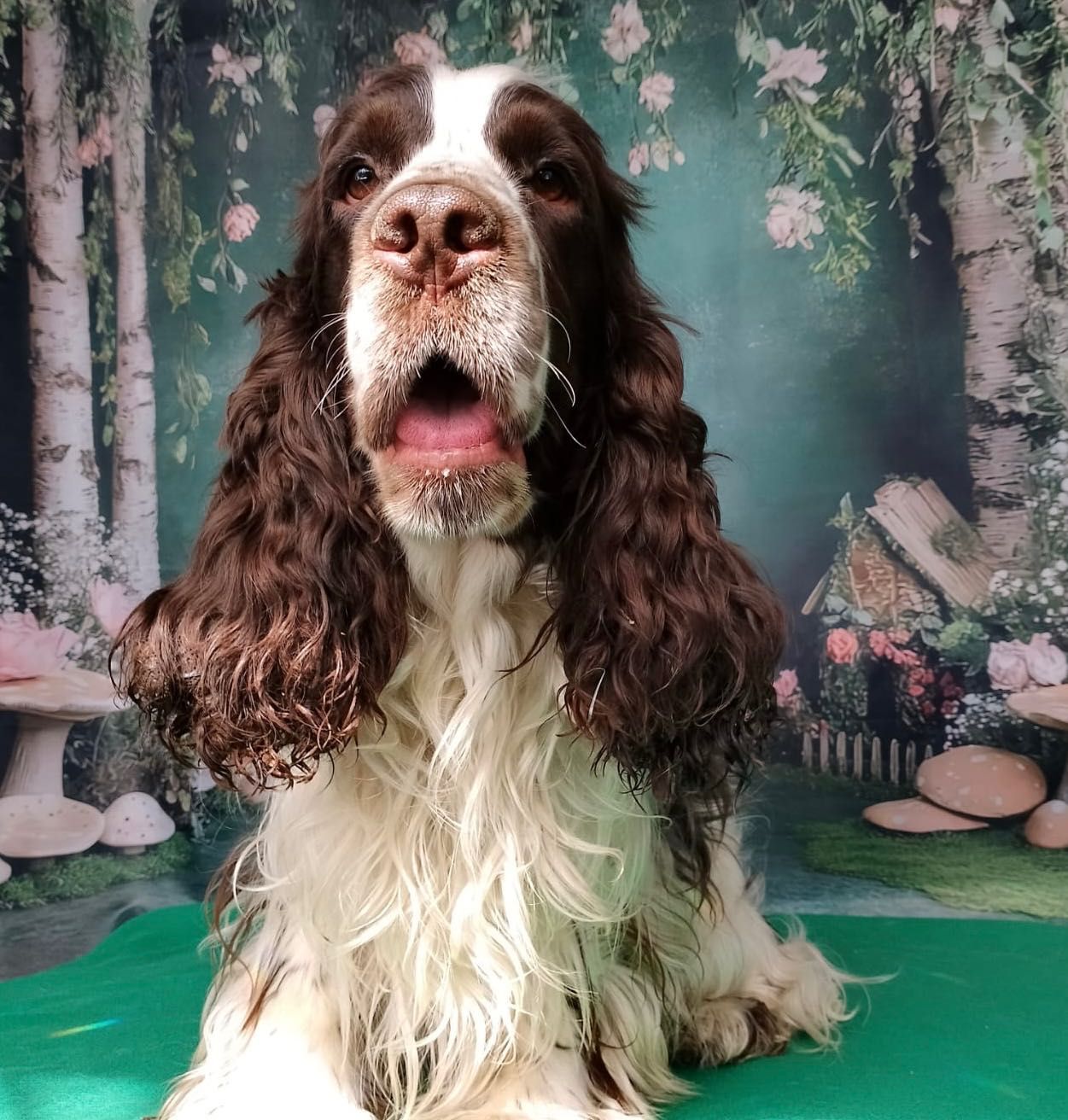 Cocker spaniel angielski- zapraszamy do rezerwacji