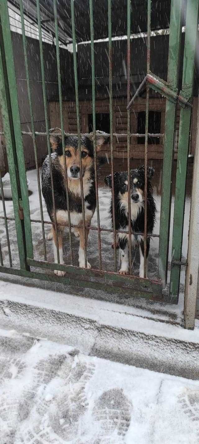 Towarzyski Fabio szuka domku na zawsze...