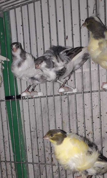 Vendo canários apartir de 10€