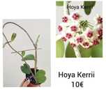 Hoya Kerri - flor de Cera