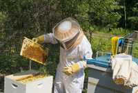Продам  пчелосемьи,пчёлы
