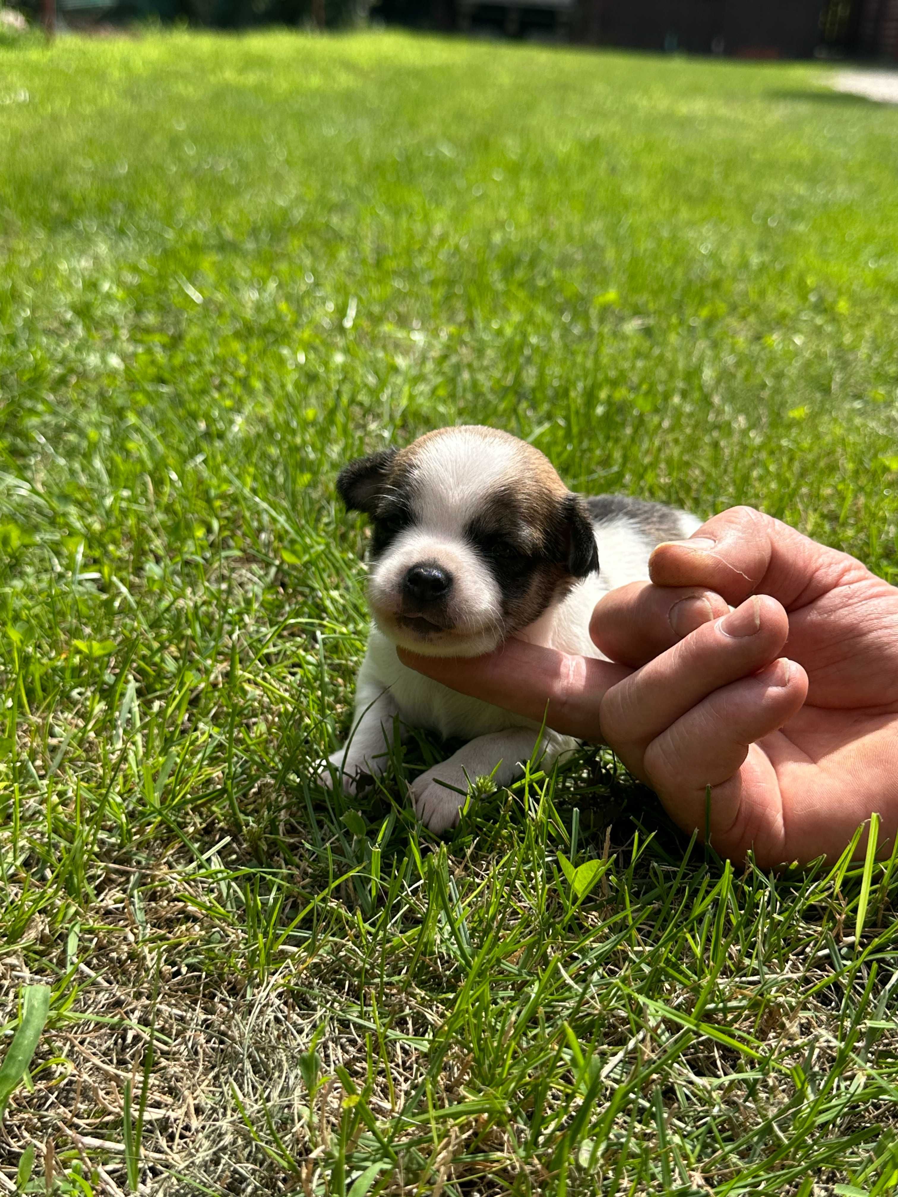 Chihuahua piesek  Zarezerwowany