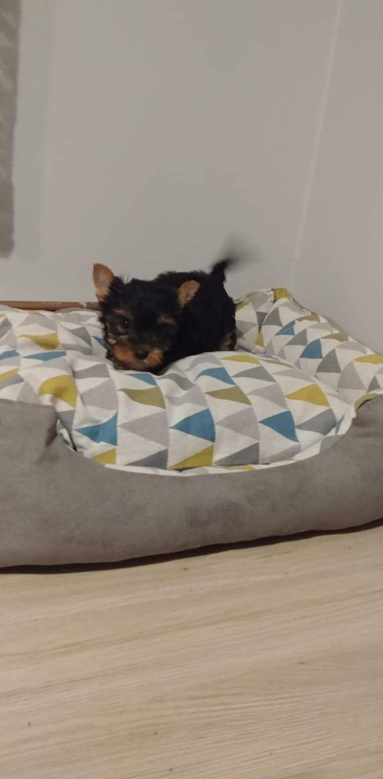 Yorkshire terrier Jork YORK platynowo srebrne Rodowód c