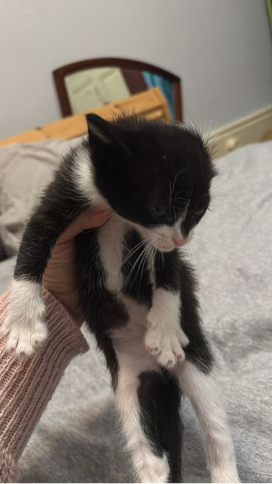 Gatinhas para adoção