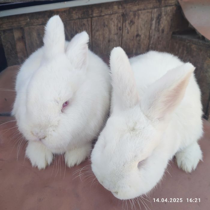 Продам кроликів різних порід