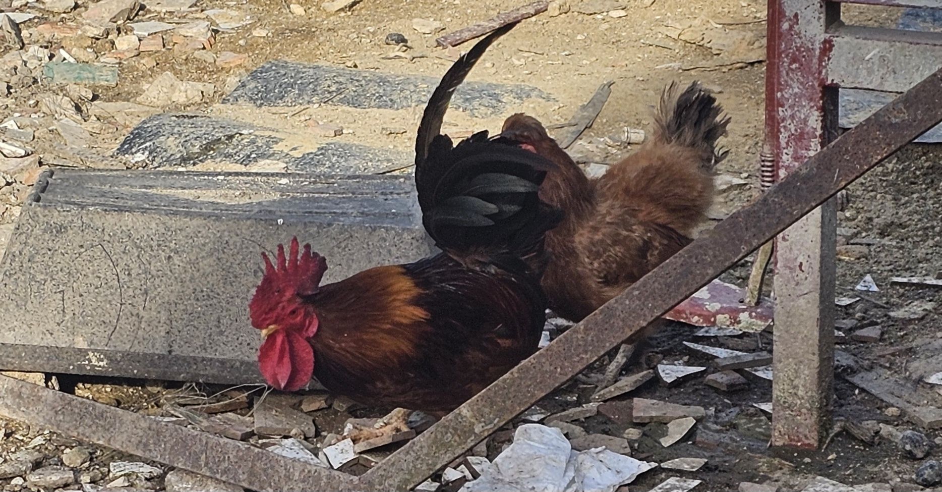 Galos Várias Raças