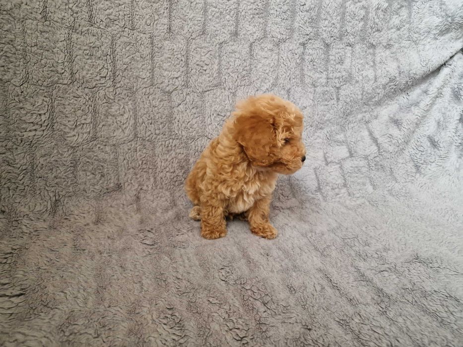 Pudel toy mini pudelek suczka
