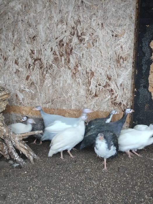 Perliczki perlice młode