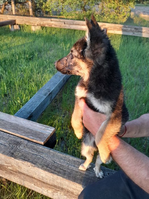 Німеська вівчарка цуценята