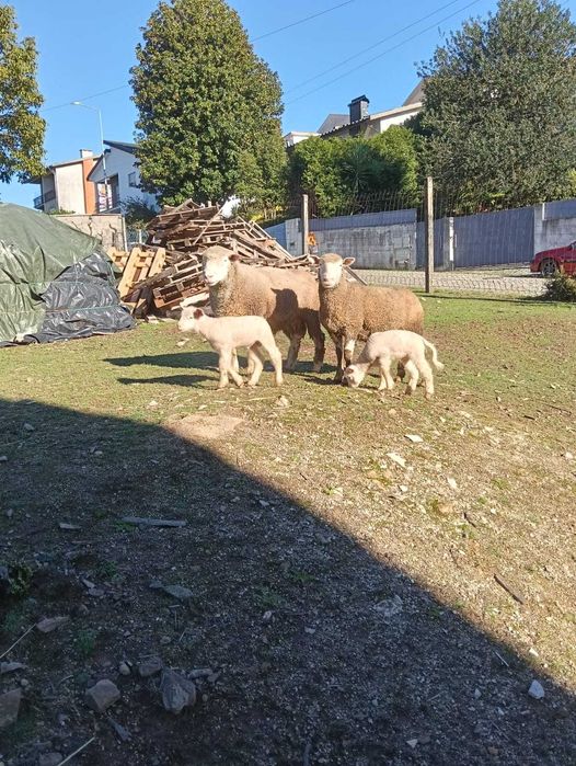 Ovelhas Île-de-France